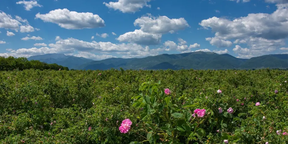 Rose Valley in Bulgaria